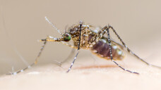 Malaria ist in Afrika weit verbreitet und tötete dort laut der Weltgesundheitsorganisation (WHO) 2019 rund 384.000 Menschen. (Symbolfoto: Chinnapong / stock.adobe.com)