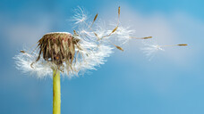 Fliegen Pollen, könnte die Körperabwehr nur abgeschwächt auf Viren reagieren und so SARS-CoV-2-Infektionen begünstigen. (Foto:&nbsp;Jürgen Kottmann / stocj.adobe.com)