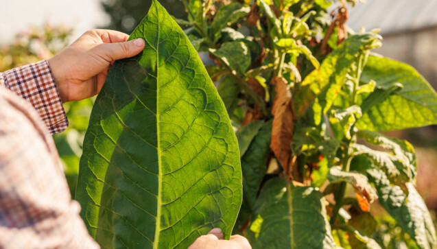 9. Dezember: Wir suchten den Namen Nicotiana tabacum. (Foto: st.kolesnikov’ /&nbsp;AdobeStock)