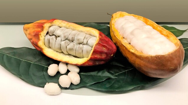 Für die neue Schokolade werden neben den Kakaobohnen auch die Schale und das Fruchtfleisch verarbeitet. Dadurch kann auf Kristallzuckerzusatz verzichtet werden. (Foto: IMAGO /Imagebroker)