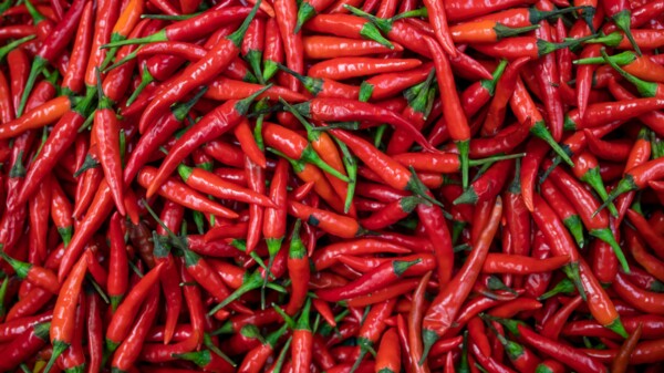 Capsaicin-Prodrug gegen postoperative Schmerzen eingesetzt