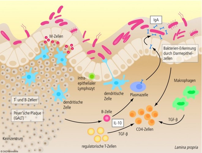 Mikrobiom Und Durchfall