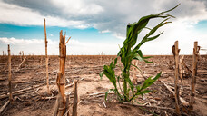 Das BMBF stellt rund 15 Millionen Euro für Forschungsprojekte mit einer Laufzeit von fünf Jahren zur Verfügung, die sich mit den Zusammenhängen von Klimawandel, Umweltverschmutzung und Gesundheitsrisiken befassen. Anträge können bis Anfang August eingereicht werden. (Foto: Scott / stock.adobe.com)