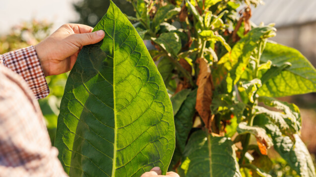 Die Pflanze, aus der das Alkaloid Nicotin gewonnen wird, wird&nbsp;weltweit&nbsp;angebaut.&nbsp;(Foto: st.kolesnikov’ /&nbsp;AdobeStock)