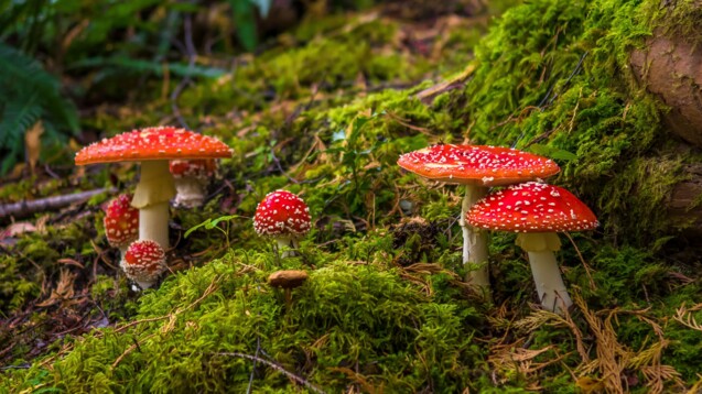 Der Fruchtkörper des Fliegenpilzes in voller Pracht. (Foto:&nbsp;grafxart/AdobeStock)