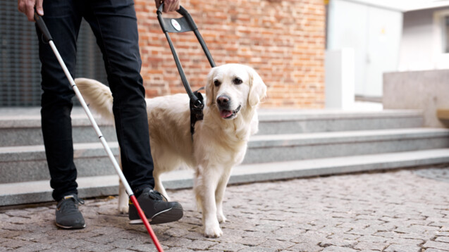 Sicherlich keine Überraschung: Blindenhunde sind keine apothekenüblichen Hilfsmittel. (Foto: Roman/AdobeStock)