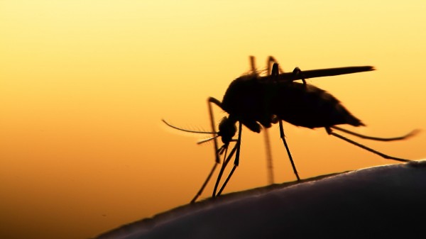 Was ist der beste Mückenschutz?