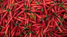 Capsaicin ist in Chilis enthalten. In der Studie wurde modifiziertes, wasserlösliches Capsaicin topisch verwendet. (Foto: Chouk/AdobeStock)