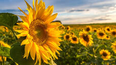 Wenig bekanntes Potenzial: Ein methanolischer Extrakt aus Sonnenblumenkernen wird in der traditionellen Medizin als Schmerzmittel verwendet. (c / Quelle: Sergii Figurnyi / AdobeStock)