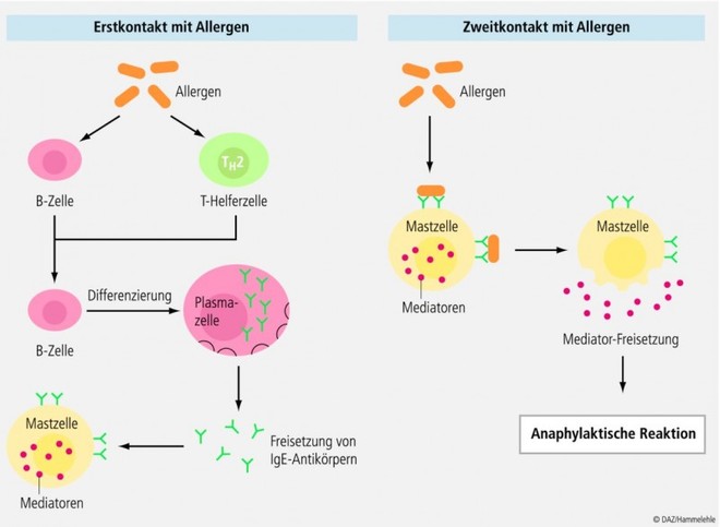 Notfall Anaphylaxie