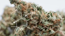 Tetrahydrocannabinol ist nur eines von mehr als hundert bekannten Cannabinoiden. Bei Schmerzpatienten kann THC offenbar die schmerzbedingte Missempfindung aus der Wahrnehmung rücken. (Foto: kirillvasilevcom / stock.adobe.com)