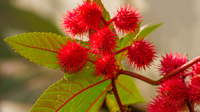 Der Wunderbaum&nbsp;Ricinus&nbsp;communis&nbsp;L. hat handförmig geteilte grüne, rote oder blaugraue Blätter. Die&nbsp;dreisamigen&nbsp;Früchte sind meist weich bestachelt. Die Samen haben eine&nbsp;rötbräunlich-weißgelb marmorierte Schale. (Foto: hjschneider / AdobeStock)