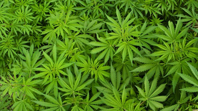 Hanf-Farm: Erster Legaler Cannabis-Anbau Für Medizinische Zwecke In ...