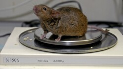 Mäuse verloren bei Gabe des neuen Fusionsmoleküls deutlich an Gewicht. (Foto: IMAGO / Bernd Friedel)