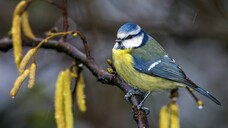 Allergiker müssen sich in den kommenden Tagen im Westen und Südwesten Deutschlands auf eine höhere Belastung durch Hasel- und Erlenpollen einstellen. (c / Foto: IMAGO / blickwinkel)