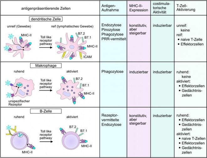 Grundlagen Des Immunsystems