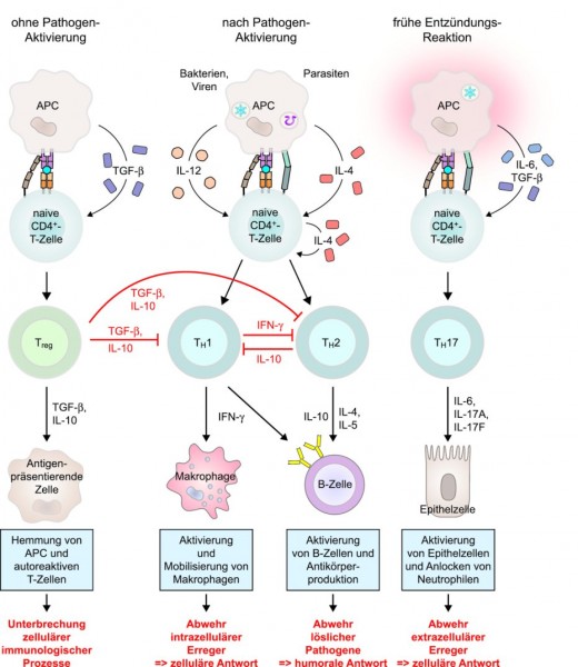 Unser Immunsystem