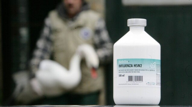 Für Tiere gibt es bereits einen passenden Impfstoff gegen H5N2 – für Menschen noch nicht. (Foto: IMAGO / Belga)
