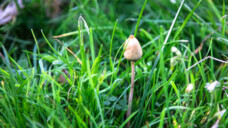 Der Spitzkegelige Kahlkopf (Psilocybe semilanceata) ist ein in Deutschland heimischer psilocybinhaltiger Pilz. (Foto: IMAGO/Dreamstime)