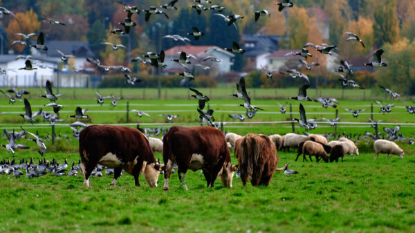 Die Ausbreitung der Vogelgrippe bei Milchkühen ist menschengemacht