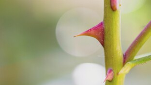 „Keine Rose ohne Dornen“