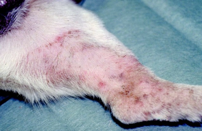 Hautpilzerkrankungen bei Hund und Katze