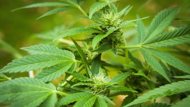 Lancet Publikation Wirkt Cannabis Bei Chronischen Schmerzen