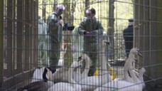 Probenentnahme bei einer Übung der Kreisveterinärämter NRW, die einen Vogelgrippe-Einsatz in der Pflegestation für Greif- und Wasservögel Paasmühle in Hattingen durchführen. (Foto: IMAGO / Funke Foto Services)