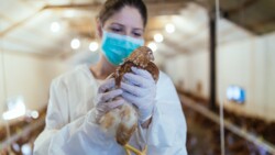 Das Influenza-A-Virus H5N1 ist auch als Vogelgrippevirus bekannt. Aktuell sind allerdings US-amerikanische Milchkühe daran erkrankt. Droht eine neue Pandemie? (Foto: hedgehog94 / AdobeStock)