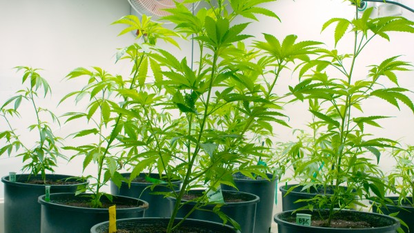 Wer will Medizinal-Cannabis anbauen? 