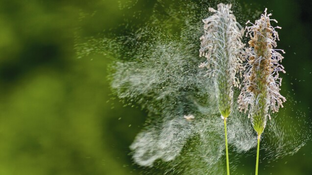 Unter dem Etagenwechsel bei einer Allergie versteht man das Übergreifen der Symptome von den oberen Atemwegen (Nase) auf die unteren Atemwege (Lunge). (Foto: Jürgen Kottmann / AdobeStock)