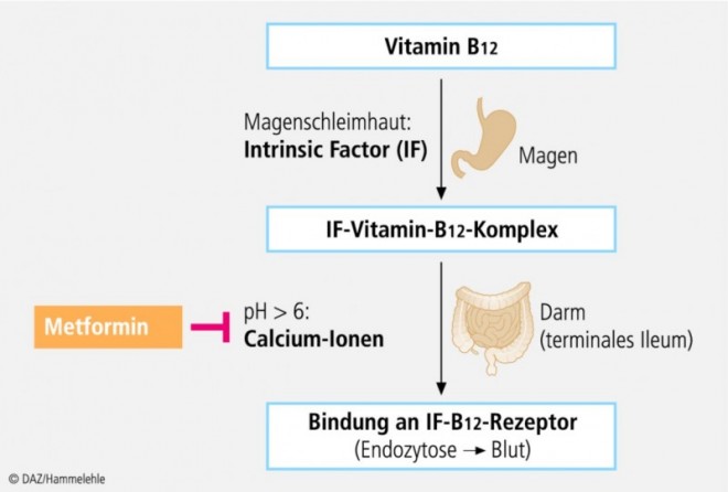 Vitamin-B12-Spiegel Sinkt Unter Metformin