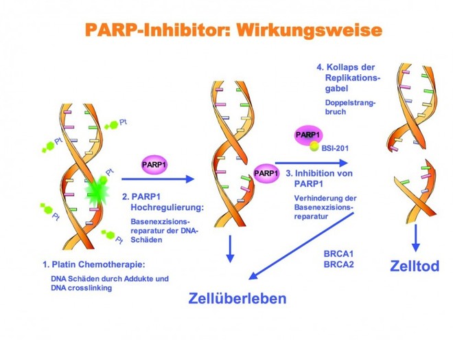 Studienteilenhmerinnen für PARP Studie gesucht - Krebs-Kompass Forum